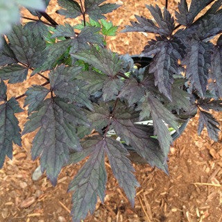 Actaea s. 'Hillside Black Beauty'- 1 gal