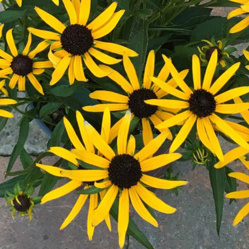 Rudbeckia 'Little Goldstar'  1 Gallon