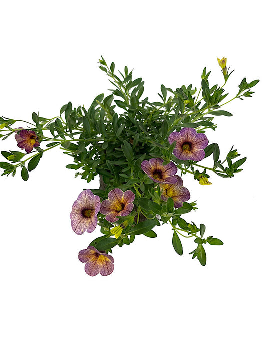 Calibrachoa  €˜Blueberry Scone  4 Inch