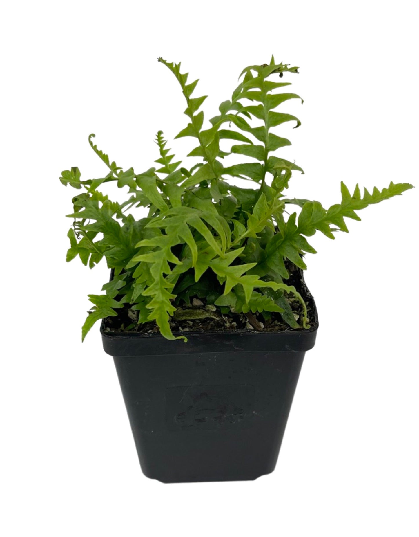 Asplenium ebenoides 'Dragon's Tail Fern'