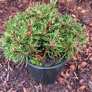 Pinus mugo 'Slowmound' 4 Inch