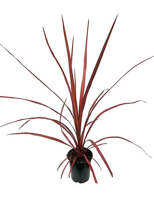 Cordyline 'Zumba' Quart