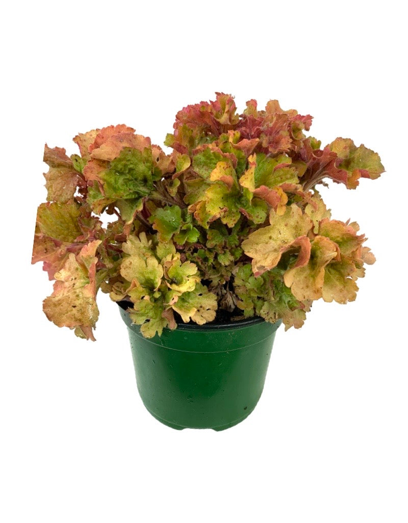 Heuchera 'Frilly' 6 Inch