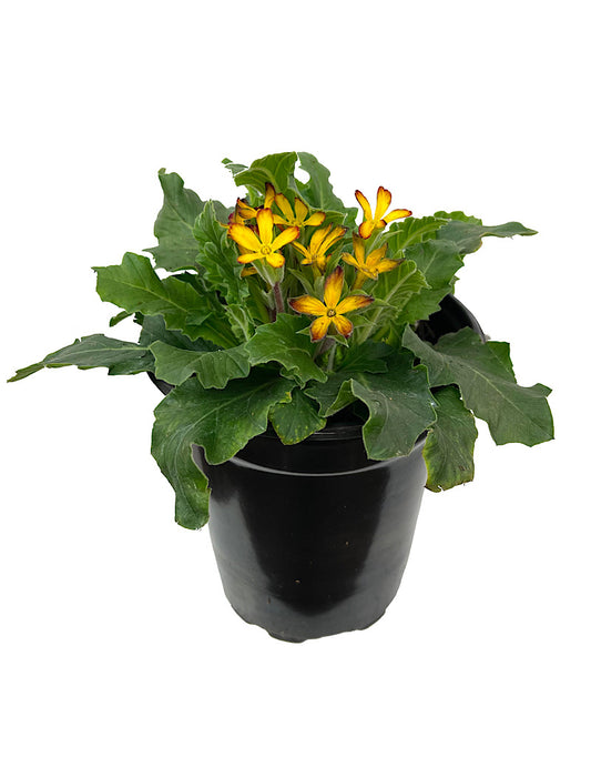 Primula 'Oakleaf Yellow Picotee' Quart