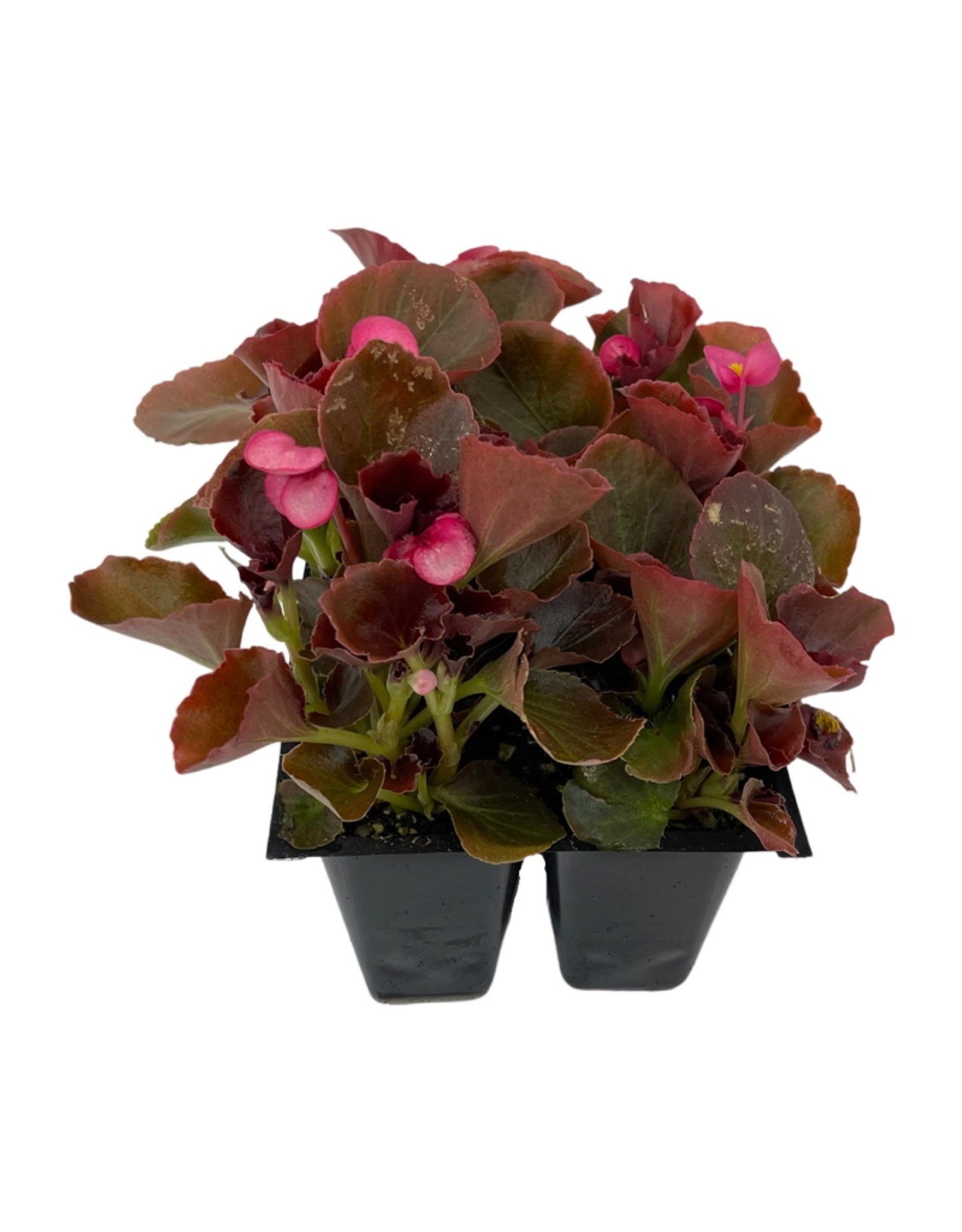 Begonia 'Cocktail Bronze Gin'  Jumbo Traypack