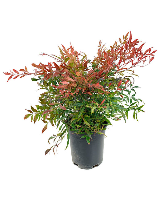 Nandina d. 'Tuscan Flame'  1 Gal