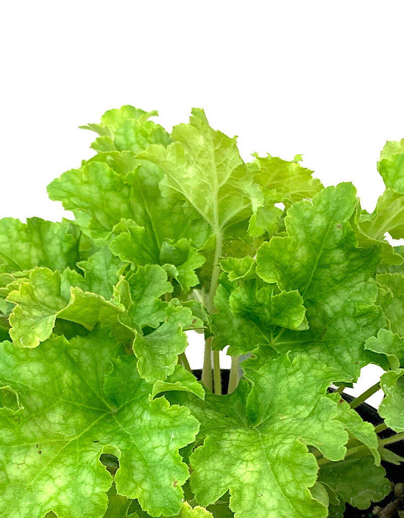 Heuchera 'Lime Ruffles' 1 Gallon