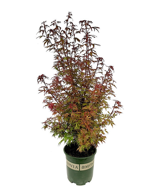 Acer p. 'Shaina'  2 gal