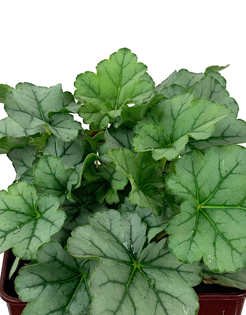 Heuchera 'Little Cuties Shimmer' Quart