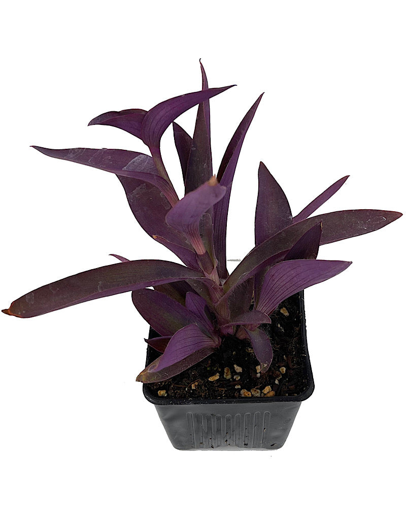 Setcreasea 'Purple Heart' 4 Inch