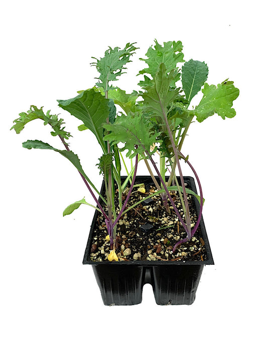 Kale 'Gourmet Mix' Jumbo Traypack