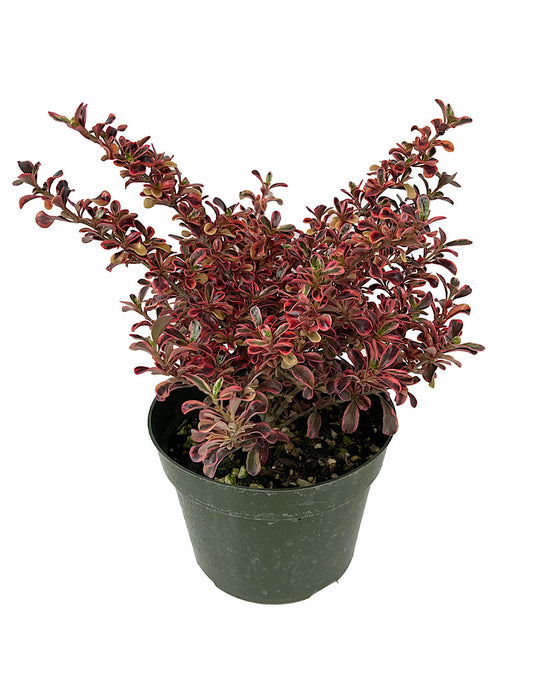 Coprosma 'Rainbow Surprise' Quart