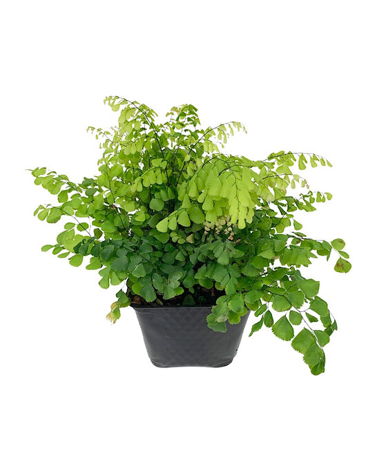 Adiantum venustum 4 Inch