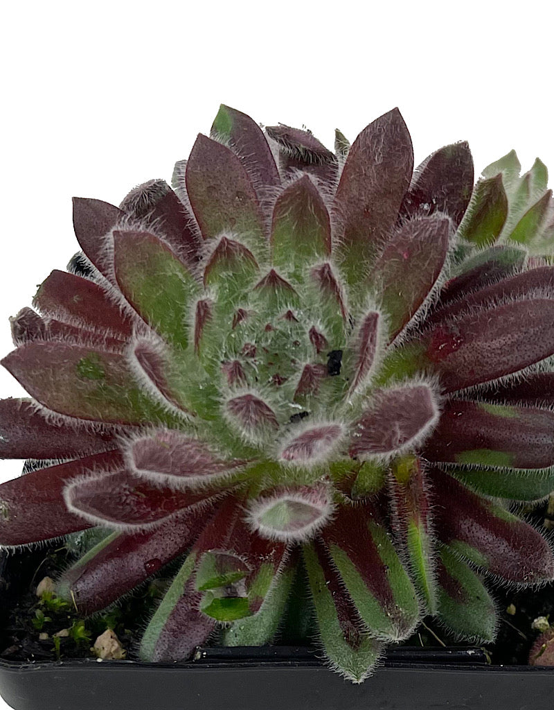 Sempervivum  €˜Pacific Plum Fuzzy  4 Inch