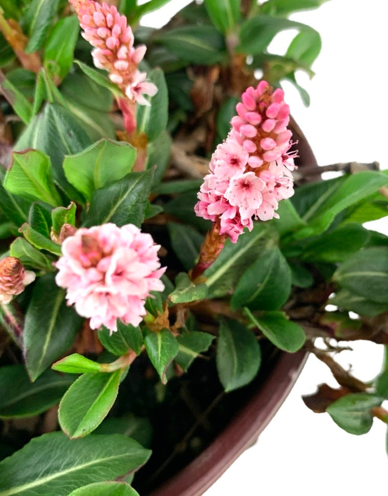 Persicaria affinis