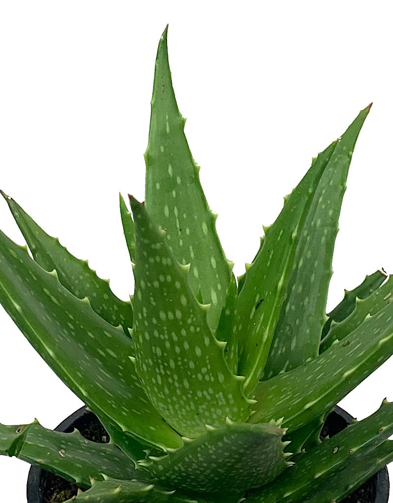 Aloe dorotheae 4 Inch