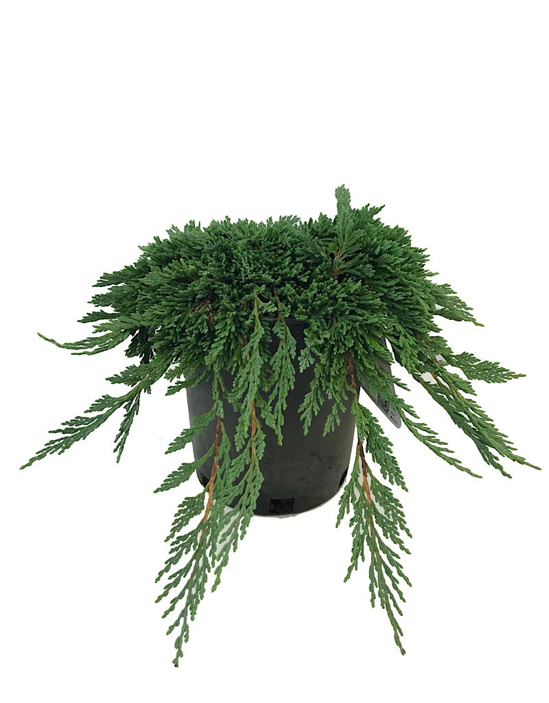 Juniperus h. 'Pancake' 1 Gallon