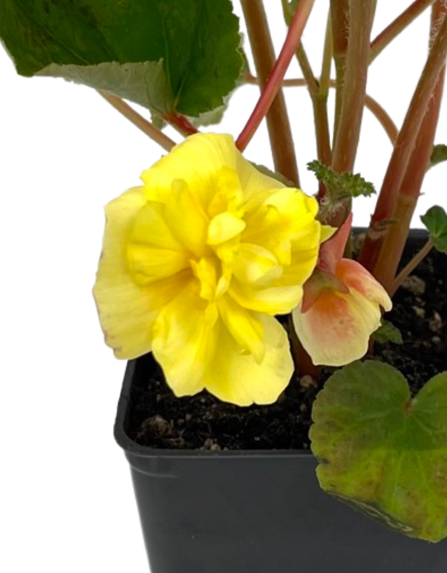 Begonia 'Illumination Lemon' 4 Inch