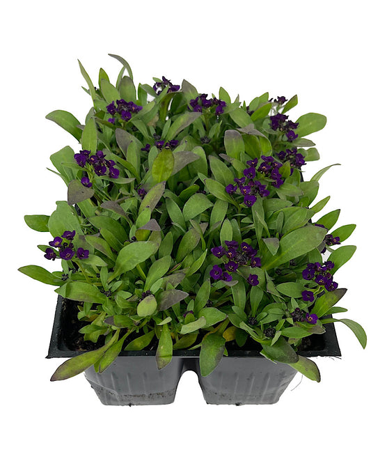 Alyssum 'Easter Bonnet Deep Violet' Jumbo Traypack