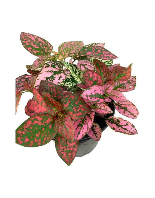 Hypoestes mixed 'Red/White/Pink' 4 Inch