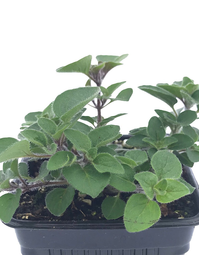 Oregano 'Hot & Spicy' 4 Inch