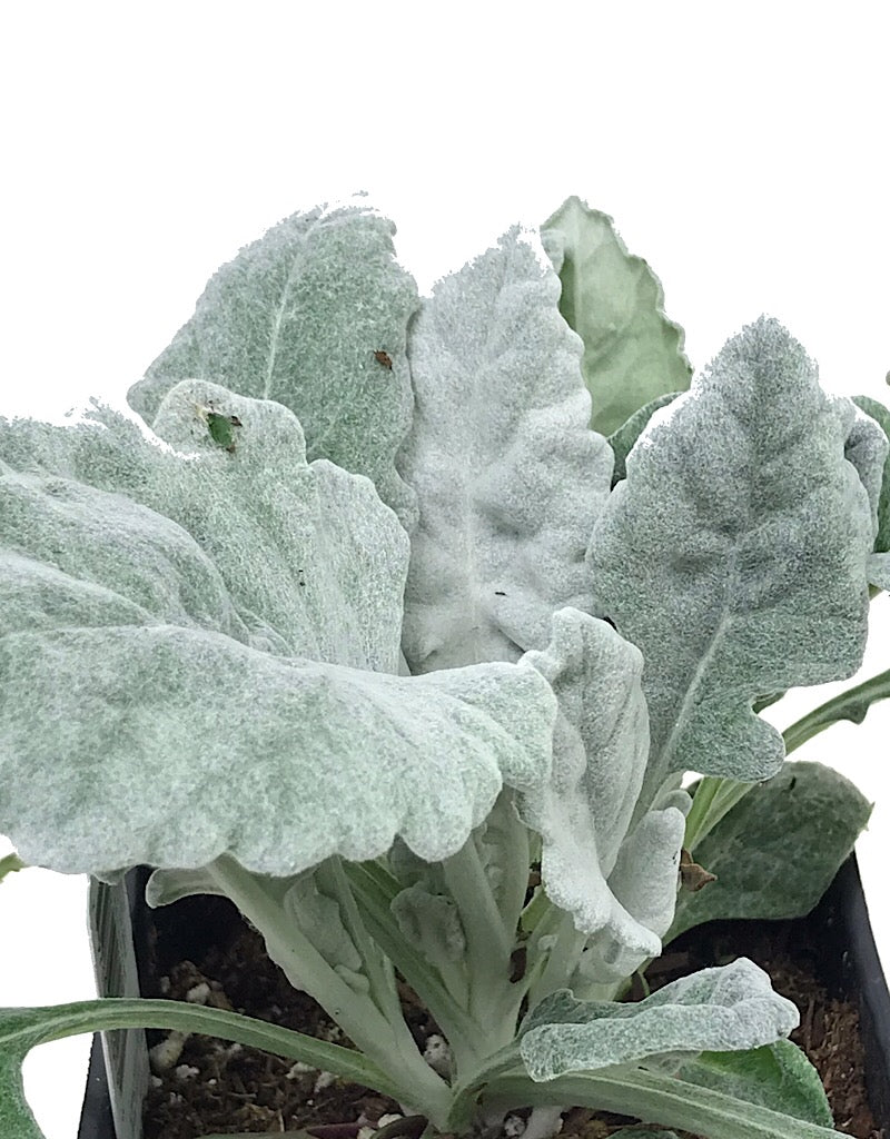 Senecio cineraria 'New Look'  4 Inch