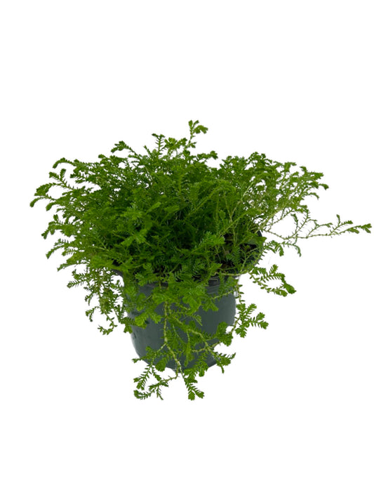 Selaginella kraussiana Quart