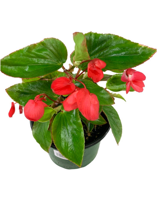 Begonia 'Dragon Wing Red' 6 Inch