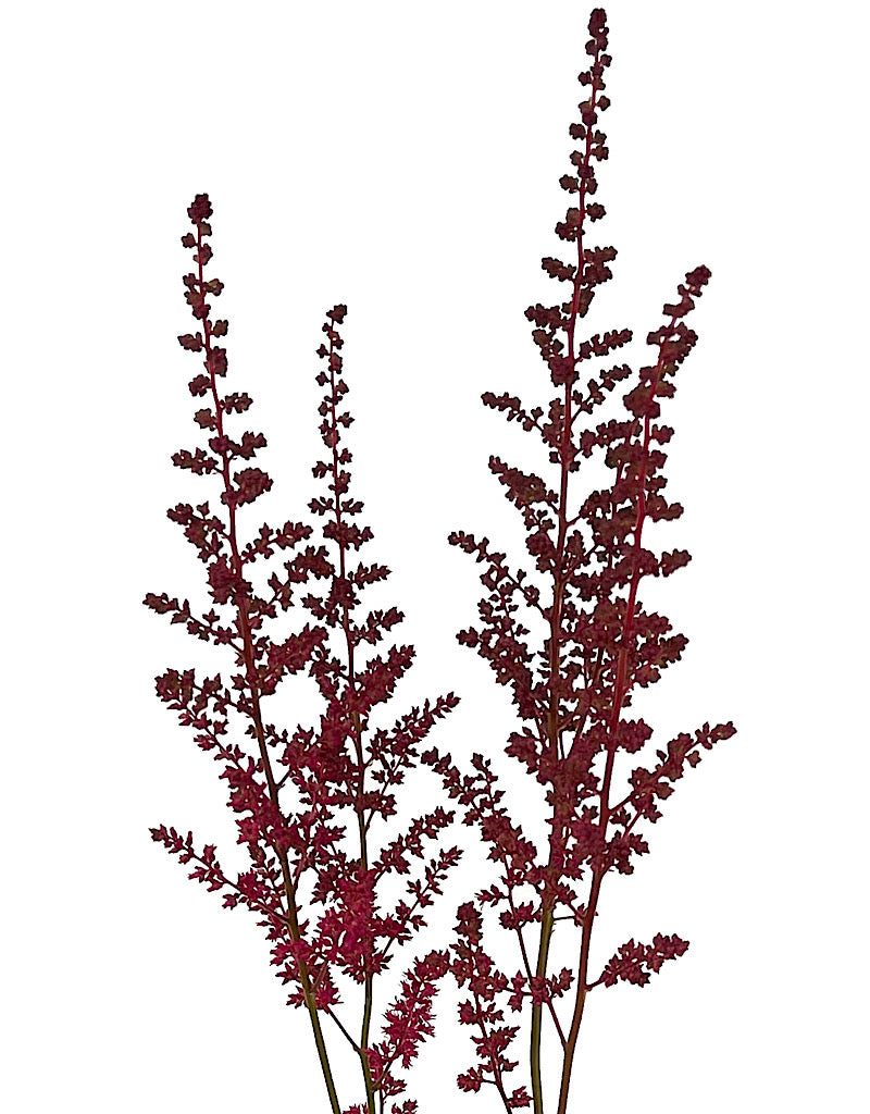 Astilbe 'Fanal' 1 Gallon