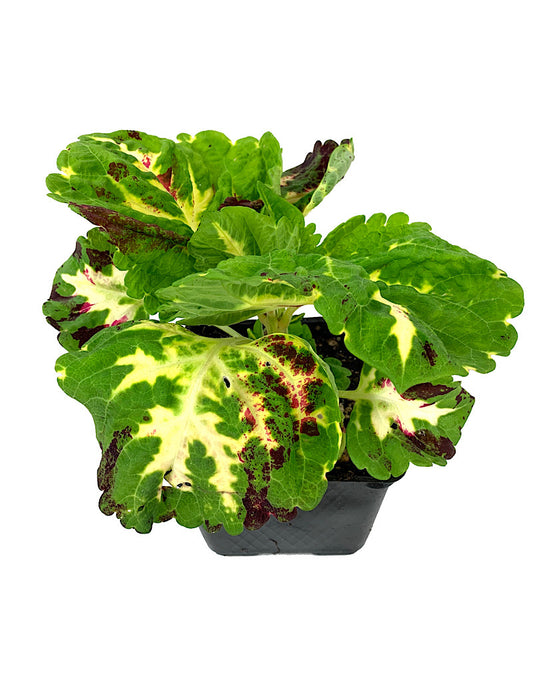 Coleus 'Kong Mosaic' 4 Inch