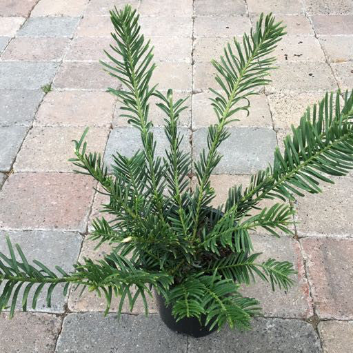 Cephalotaxus harringtonia 'Duke's Gardens' 1 Gallon