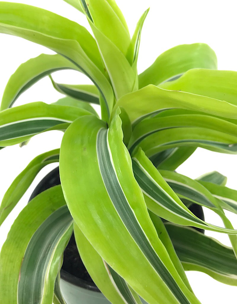 Dracaena 'Lemon Surprise'  4 inch