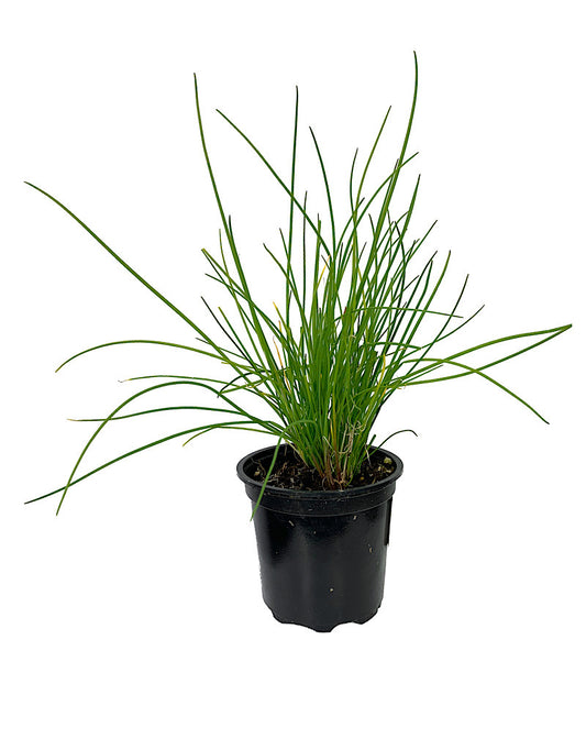 Chives 'Onion' 4 inch