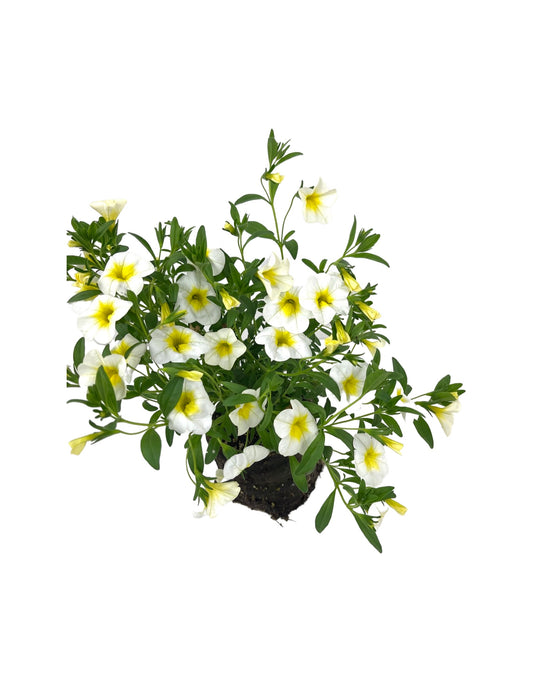 Calibrachoa 'Cha-Cha Diva Frosty Lemon' 4 Inch