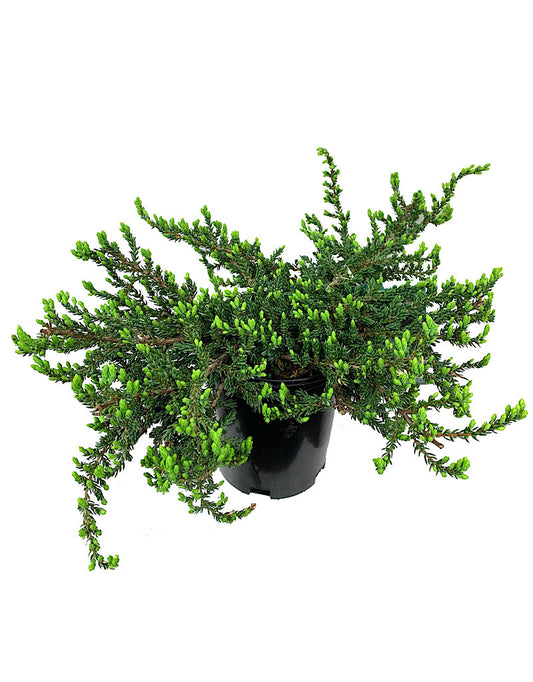 Juniperus communis 'Montana' 1 Gallon