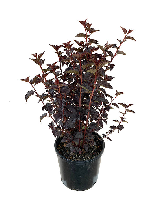 Physocarpus 'Burgundy Candy'  3 Gal