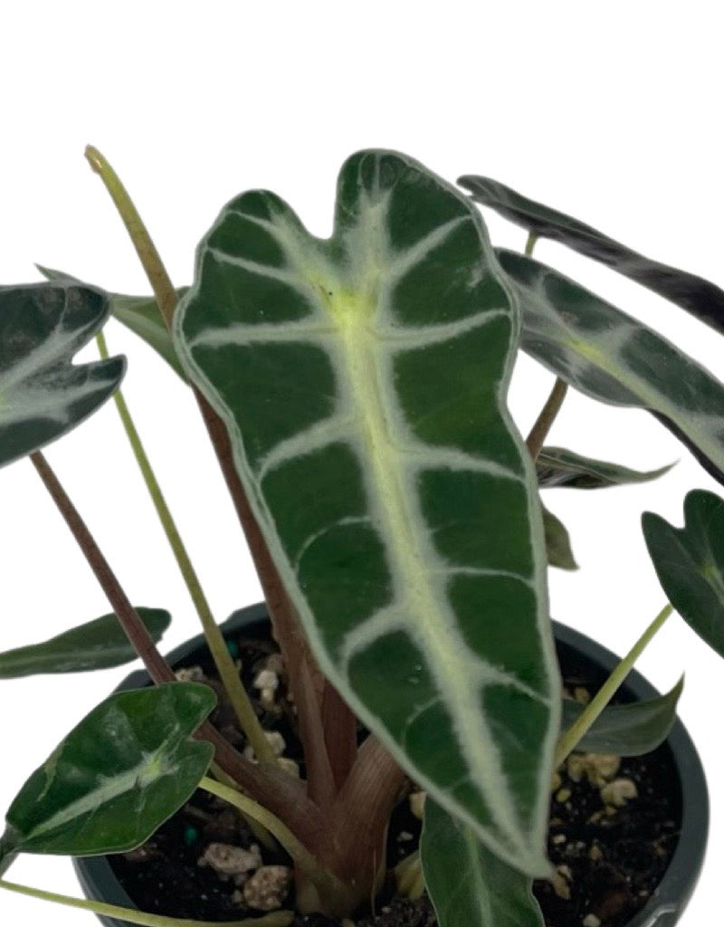 Alocasia 'Bambino' Quart