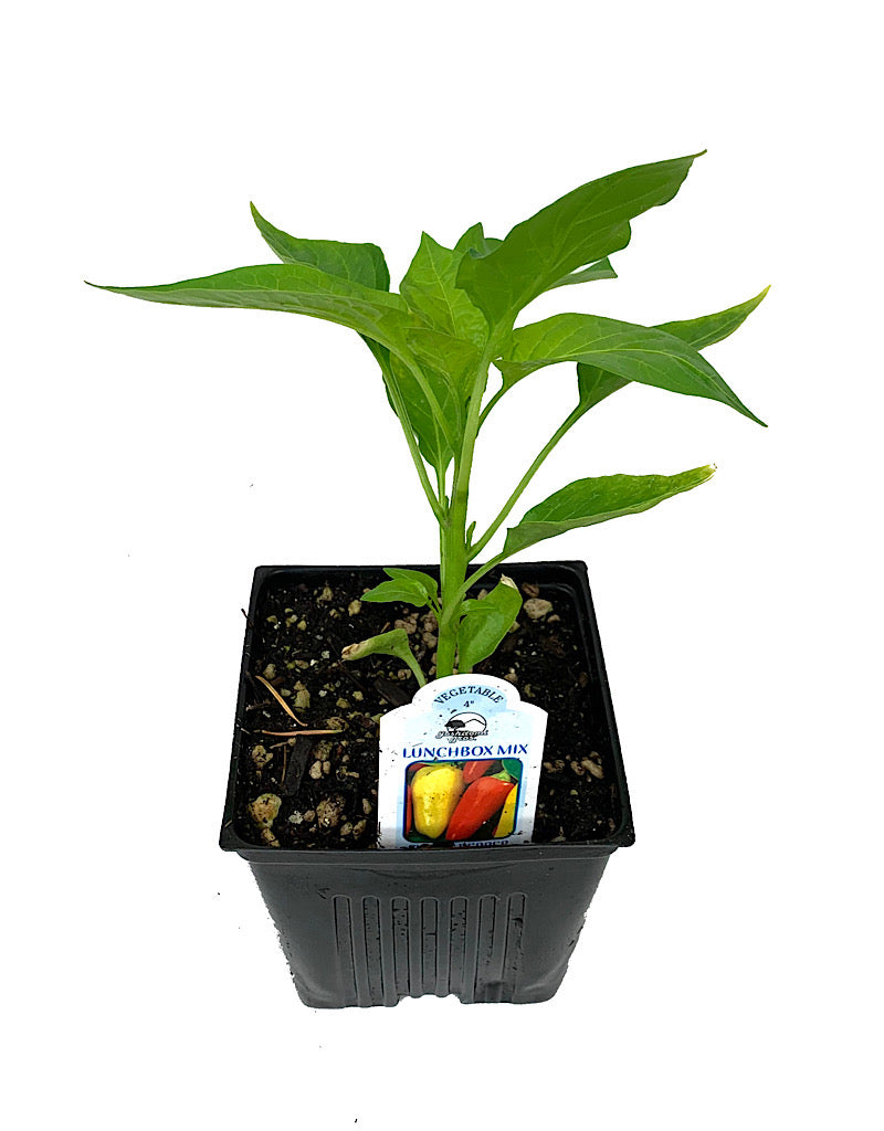 Pepper 'Lunchbox Mix' 4 Inch