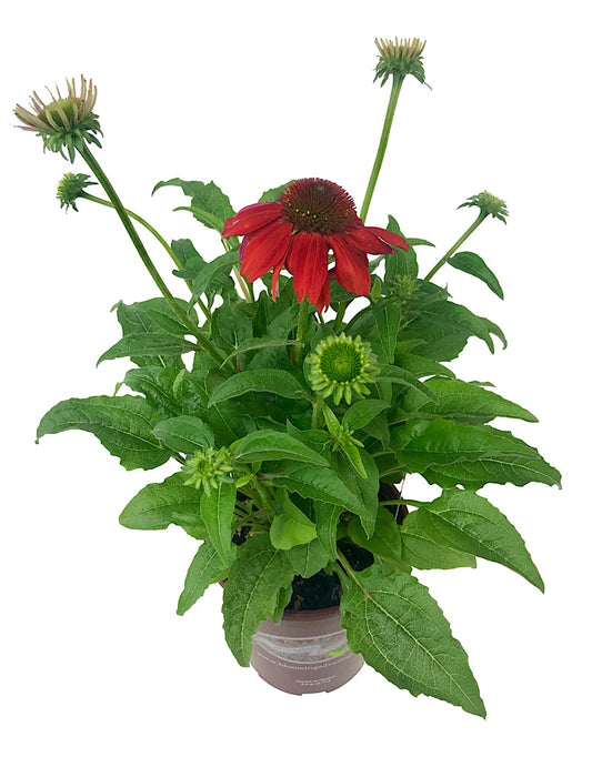 Echinacea purpurea 'Sombrero Salsa Red' 1 Gallon