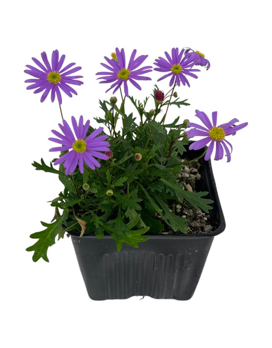 Brachyscome 'Brasco Violet' 4 Inch