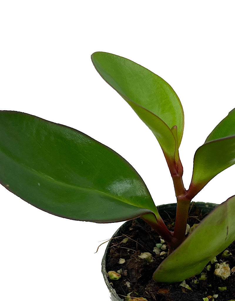 Peperomia obtusifolia  €˜Red Edge  2 Inch