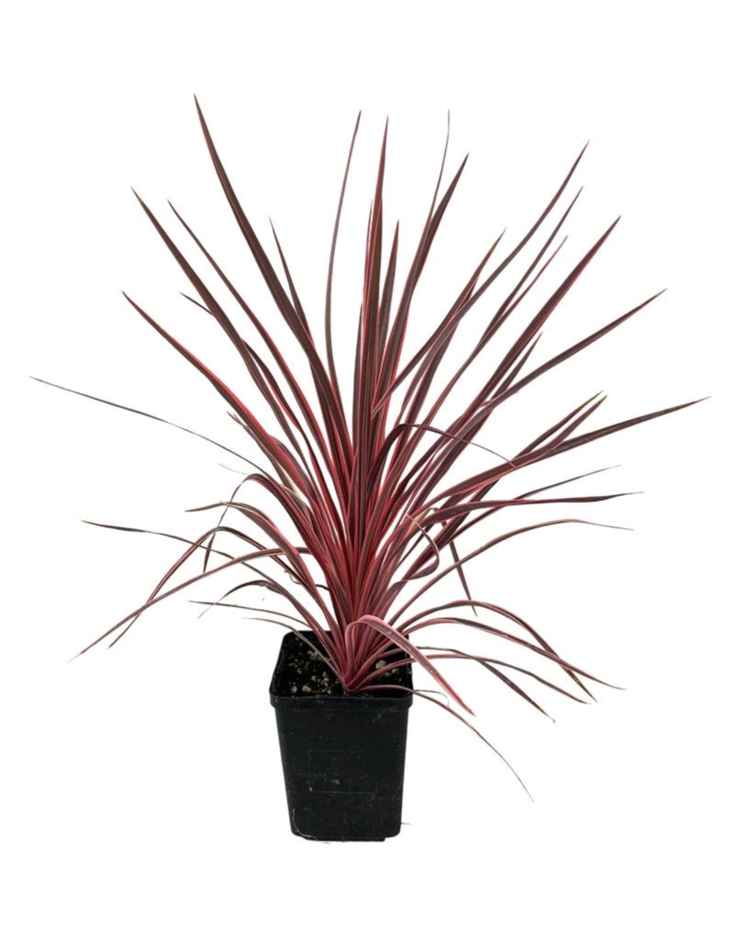 Cordyline 'Charlie Boy'