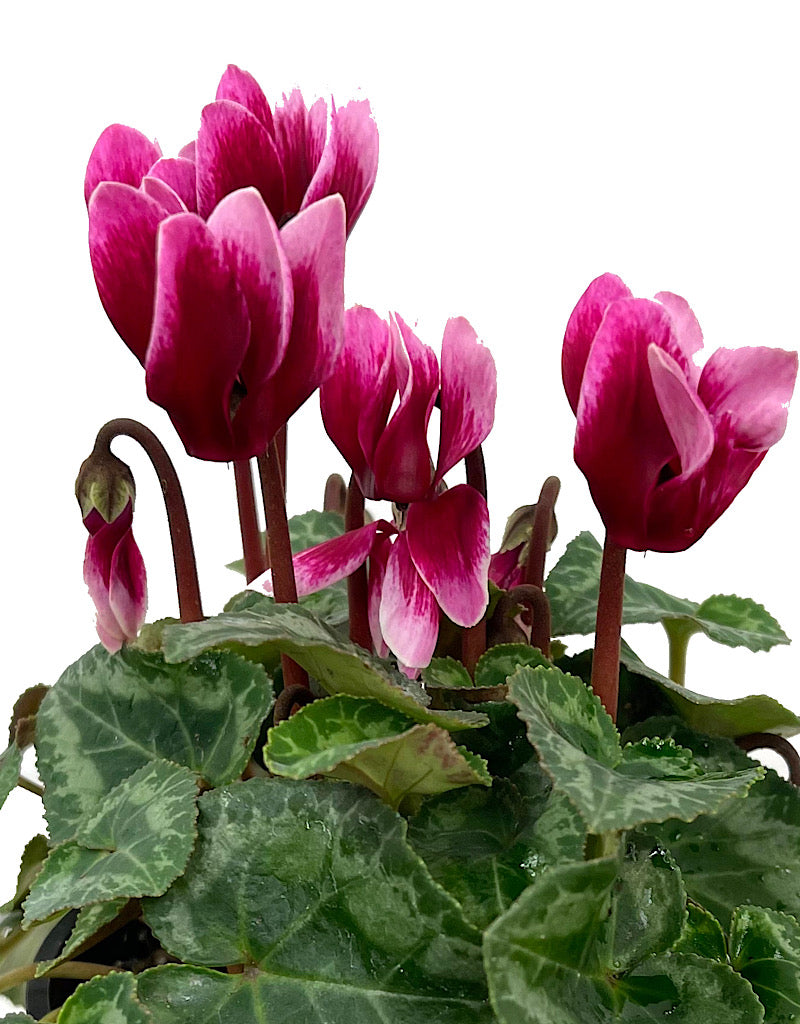 Cyclamen 'Melody Outdoor Shine Wine' 4 inch