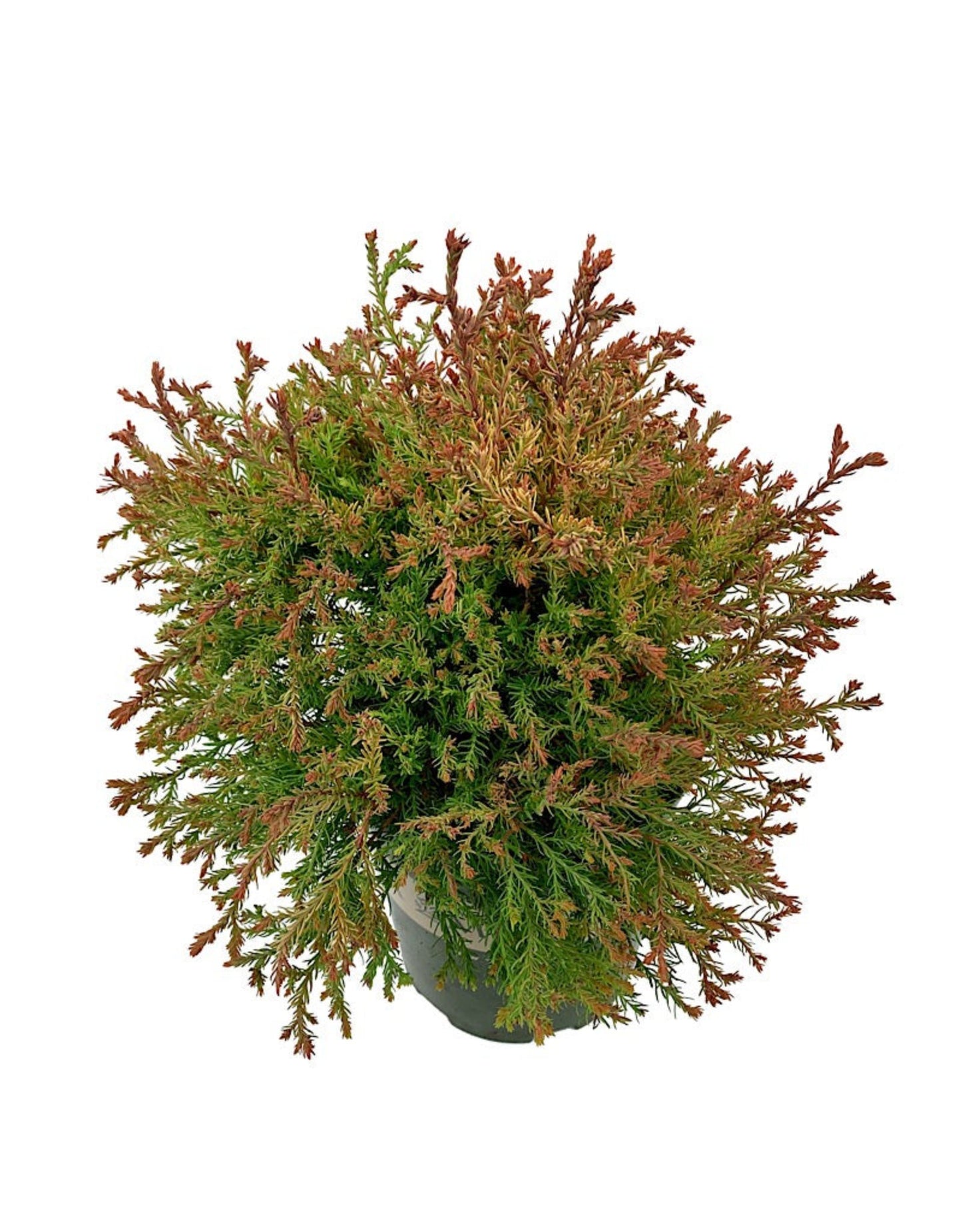 Thuja occidentalis 'Fire Chief'