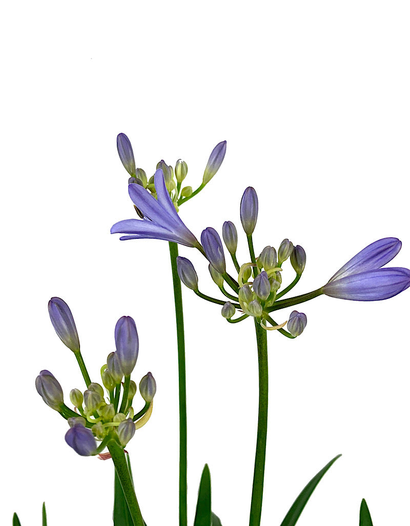 Agapanthus praecox orientalis 'Baby Pete' 1 Gallon