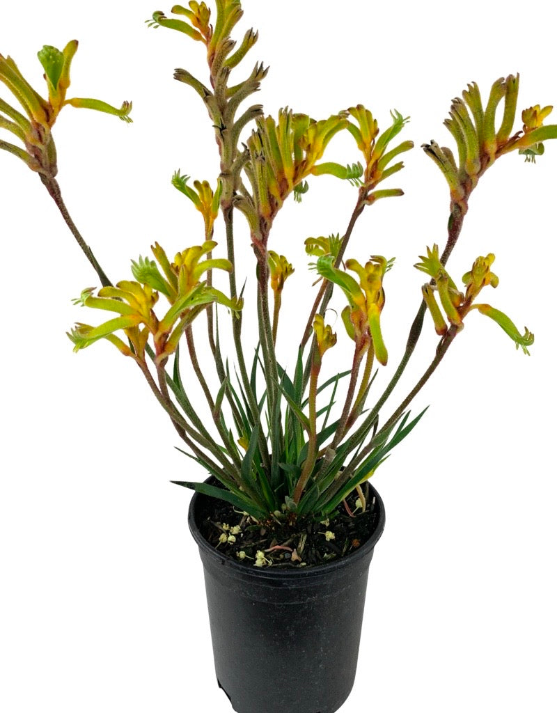 Anigozanthos 'Bush Tenacity Yellow' 1 Gallon