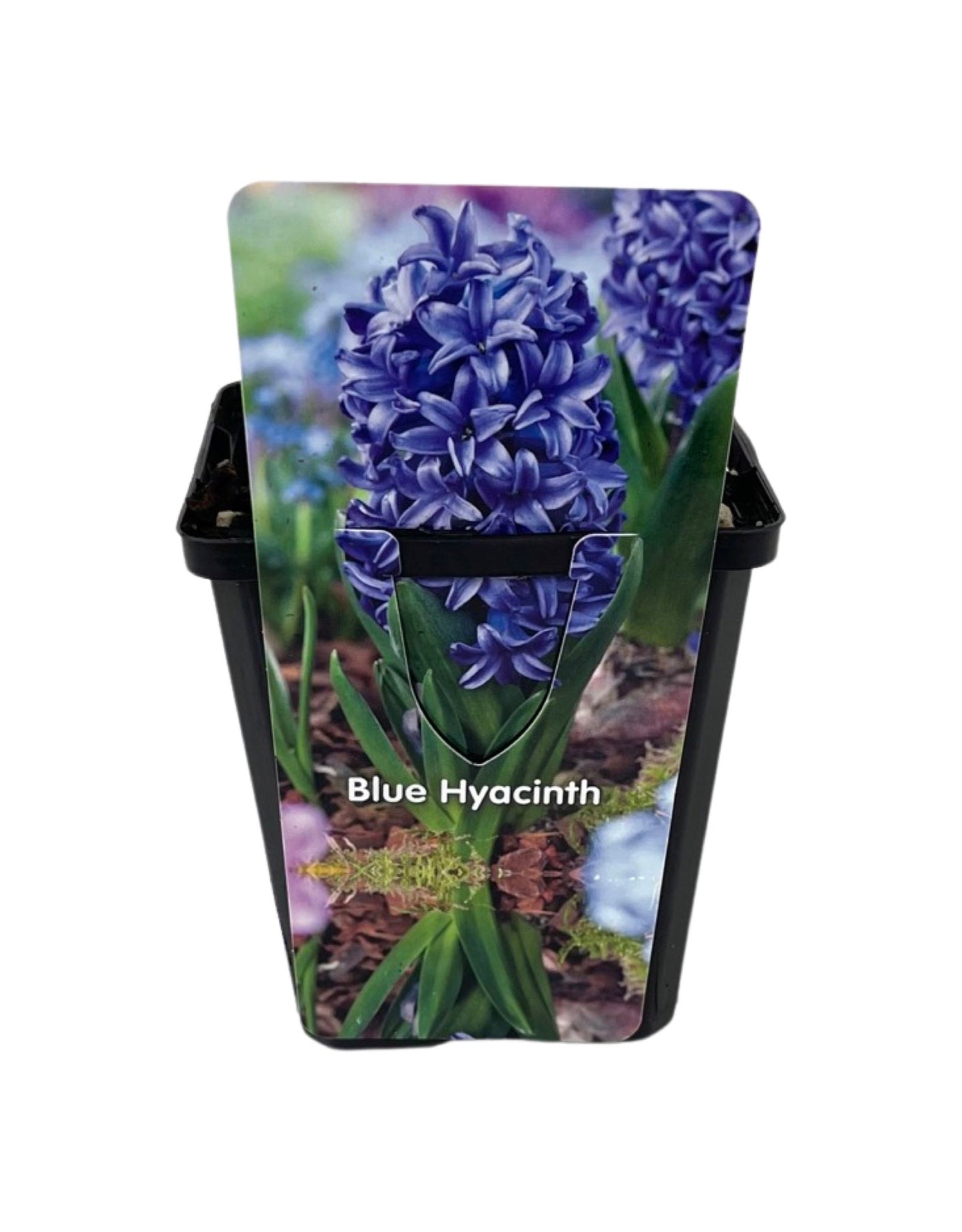 Hyacinthus orientalis 'Blue' 4 Inch