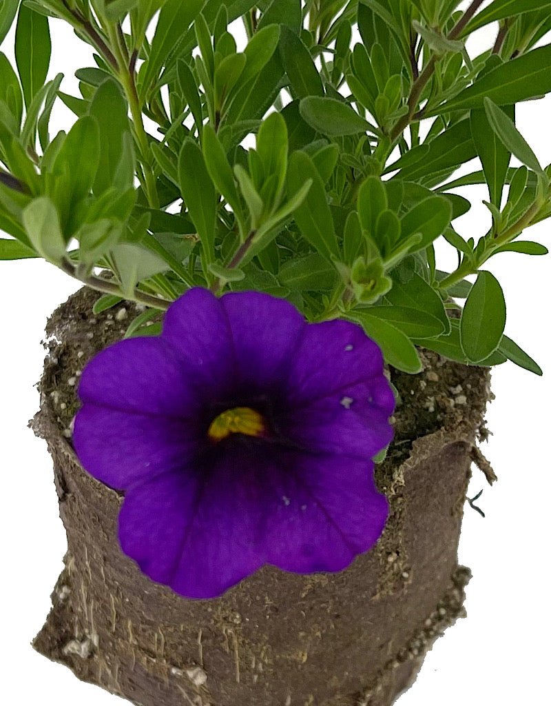 Calibrachoa  €˜Bloomtastic Purple  4 Inch