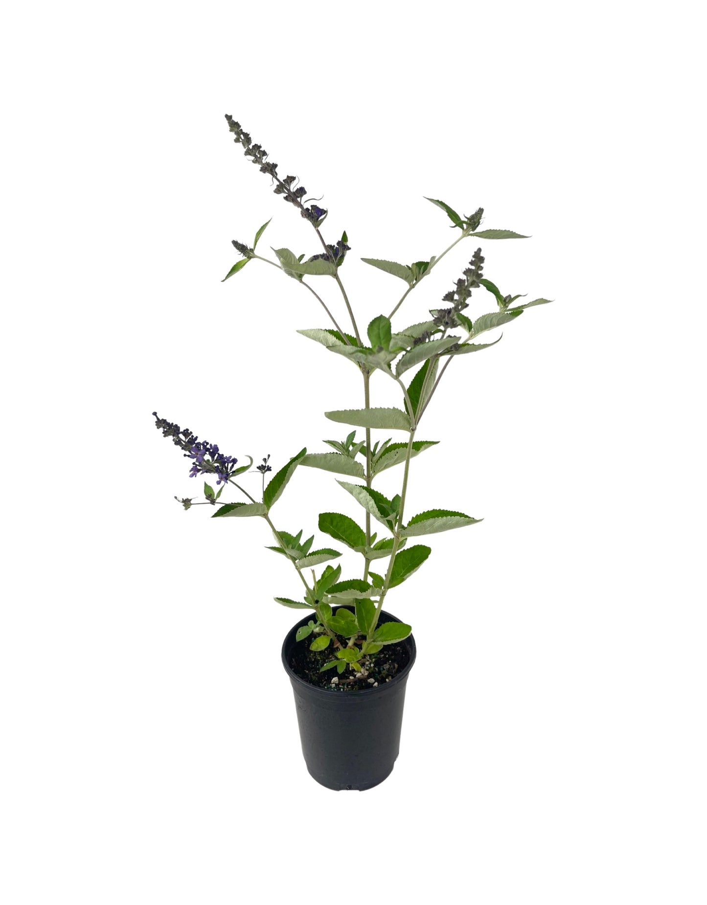 Buddleia 'Flutterby Petite Blue Heaven' 1 Gallon