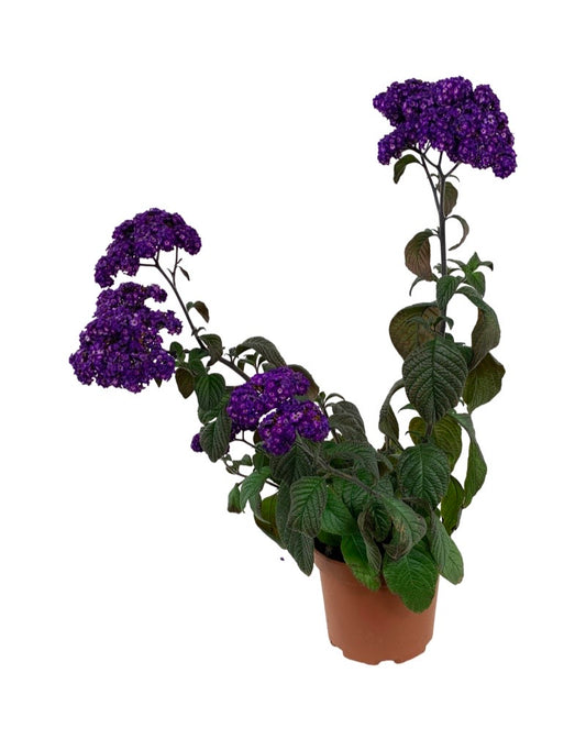 Heliotrope 'Fragrant Delight'